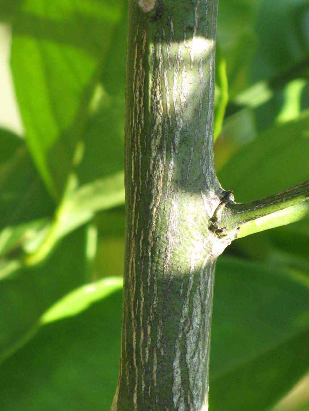              Second - third year twig (Winter Haven, FL)       